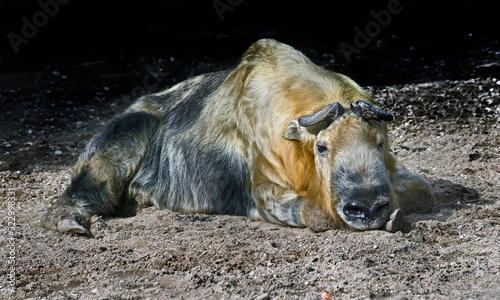Takin on the ground in its enclosure. Latin name - Budorcas taxicolor photo