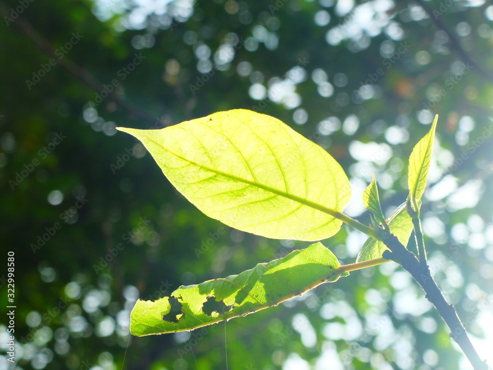 green leaves on background of blue sky green leaves on background of blue sky