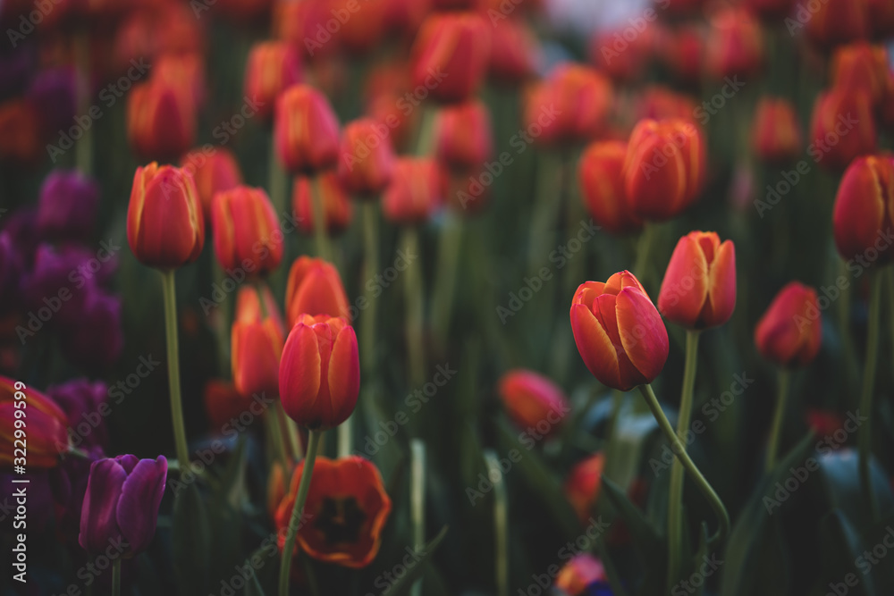 Beautiful blossom orange color tulip at garden