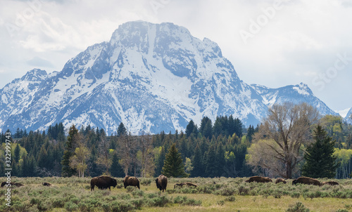 Fototapeta Naklejka Na Ścianę i Meble -  Herd of bison in field of Grand Teton National park, Wyoming ,USA