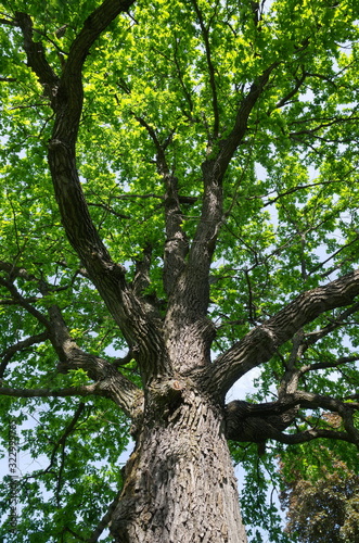 Trunk and crown of a tall oak on a spring day