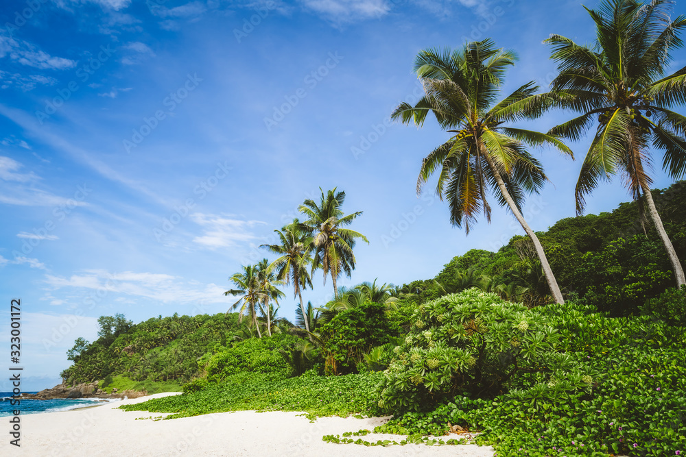 Coconut palm trees and jungle foliage on tropical secluded sandy beach against a blue sky