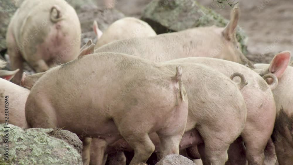 Lucky pigs from sweden Lucky pigs from sweden