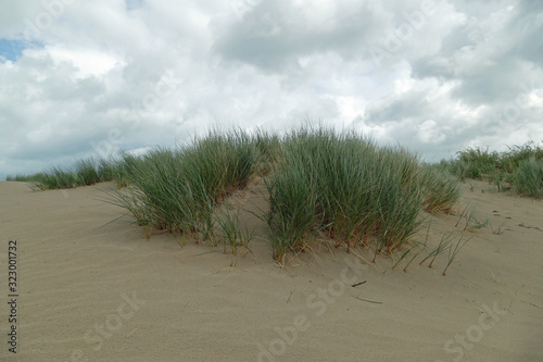 Green European marram grass (Ammophila) on a sand dune at cloudy weather