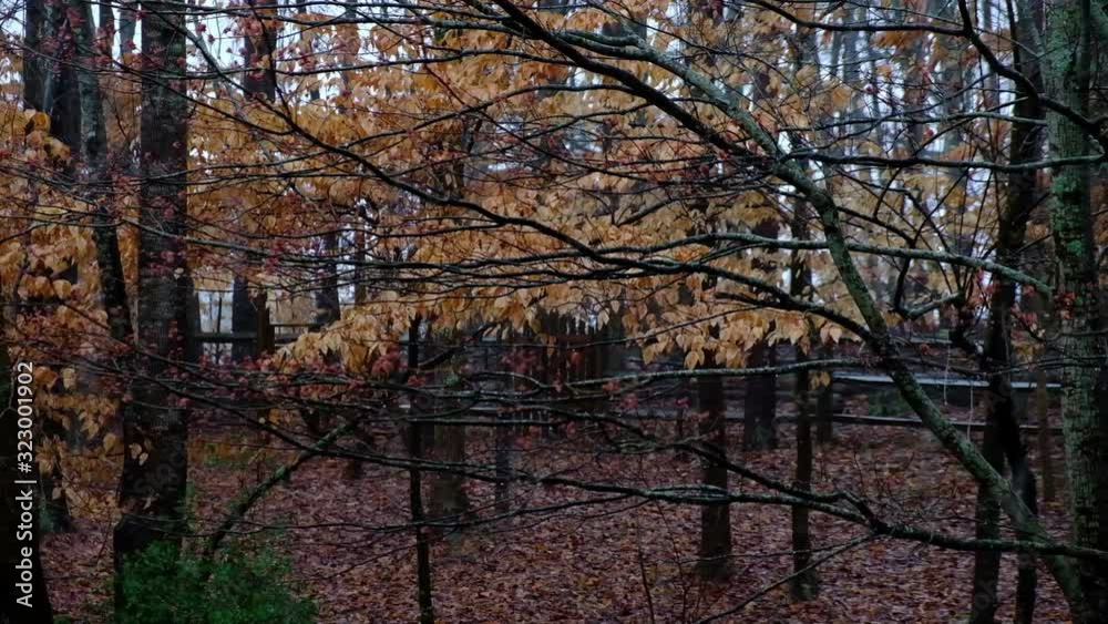 Autumn landscape. Close-up of autumn yellow tree leaves in the rain. Autumn landscape. Close-up of autumn yellow tree leaves in the rain.