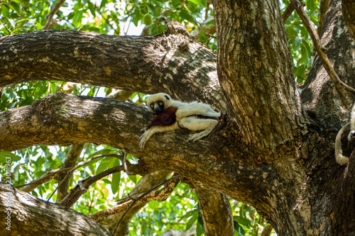 Coquerel's sifaka (Propithecus coquereli) sitting on a tree in Madagascars Ankarafantsika National Park photo