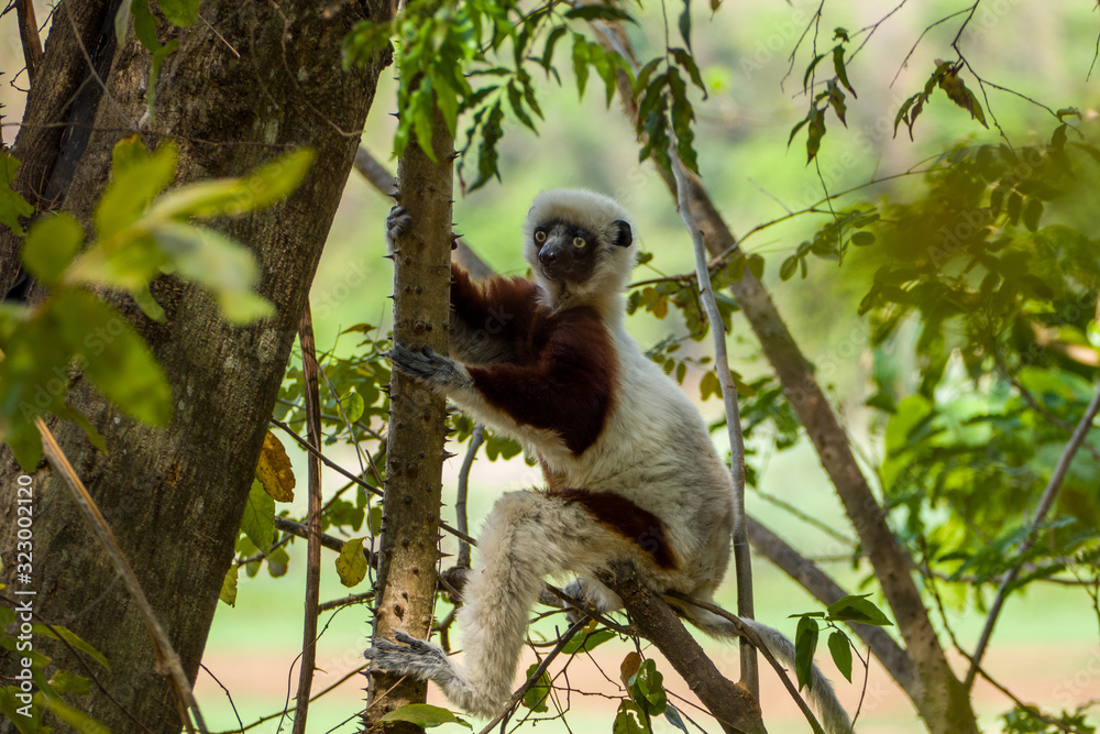 Fototapeta premium Coquerel's sifaka (Propithecus coquereli) sitting on a tree in Madagascars Ankarafantsika National Park