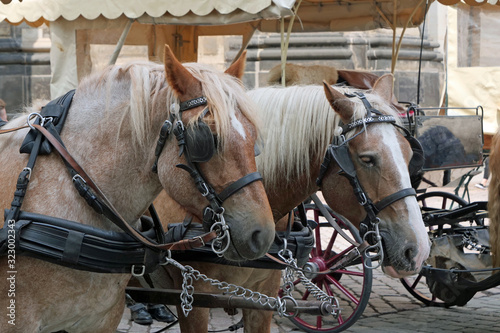 Close-up / portrait of the heads of two light brown coach horses with harness