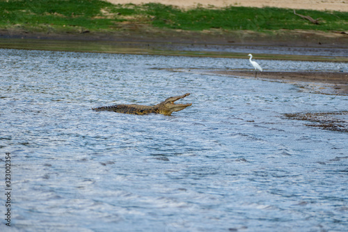 Nile crocodile with open mouth (Crocodylus niloticus) in Madagascar in the Ankarafantsika National Park  © Tobias