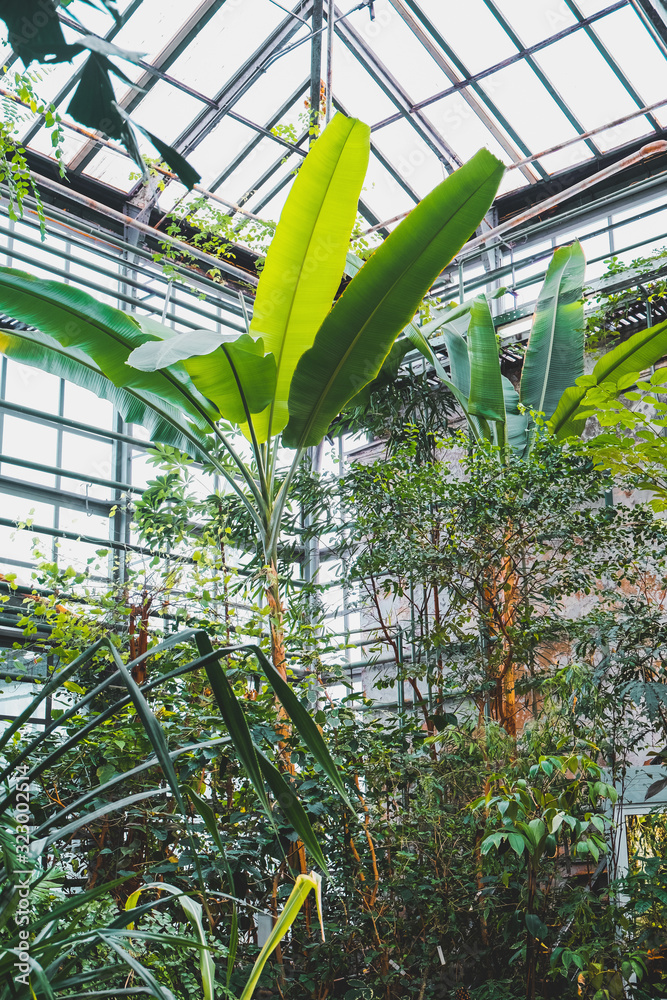 Botanical garden. Green tropical plants in greenhouse. Plant nursery.