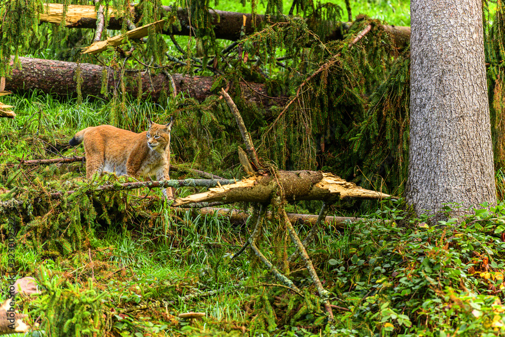 Obraz premium Luchs auf der Jagd