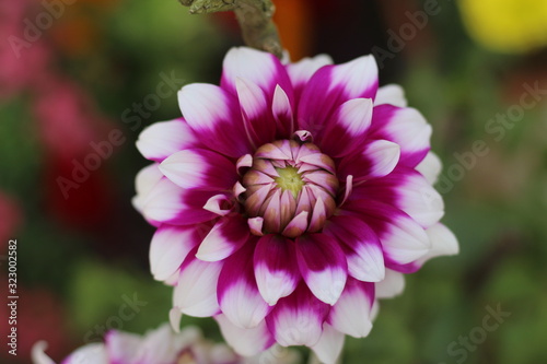 Dahlia is a genus of bushy, tuberous, herbaceous perennial plants native to Mexico and Central America. A member of the Asteraceae family of dicotyledonous plants, its garden relatives thus include th
