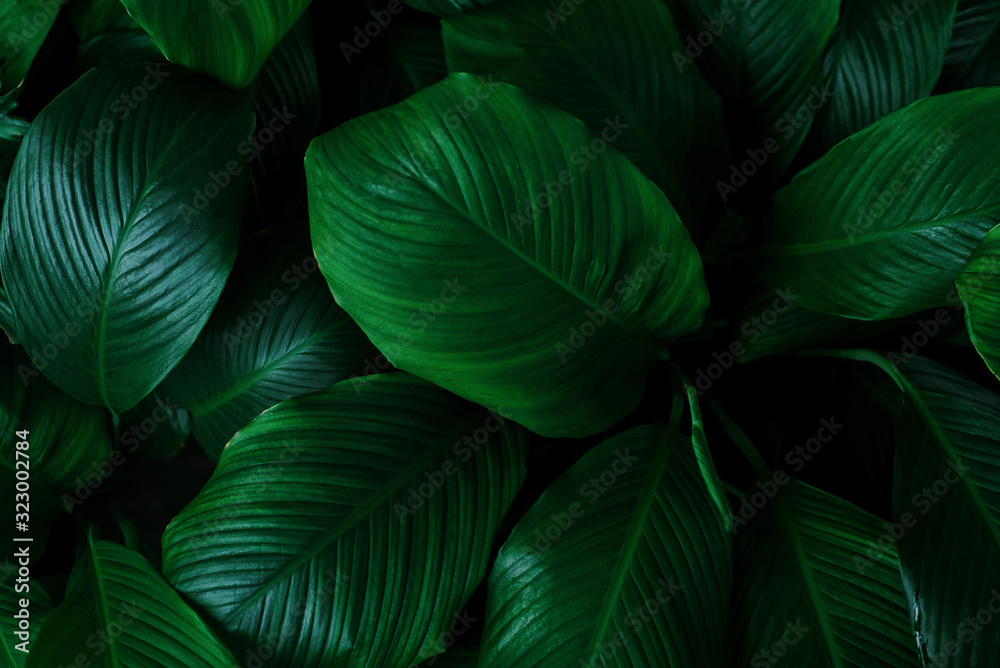 Plakat abstract background with leaves