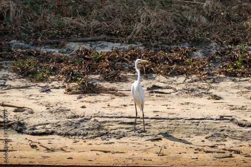 Heron in Madagascar Ankarafantsika National Park photo