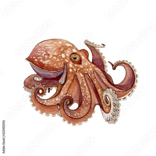 Octopus watercolor painted image. Hand drawn underwater aquatic animal. Wild octopus with eight tentacle single illustration. Beautiful marine creature isolated on white background. photo