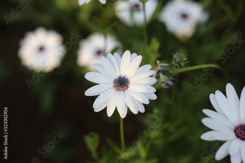 Dimorphotheca ecklonis or Osteospermum, is an ornamental plant. A native plant of South Africa, this plant is now regarded as a weed in parts of Australia, particularly Victoria and Western Australia.