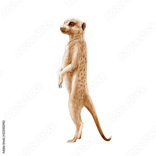 Meerkat standing watercolor painted illustration. Hand drawn africa single mongoose animal. African suricata standing in observation pose. Meerkat isolated on white background.
