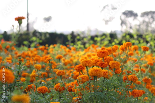  These marigolds are tall, erect-growing plants up to three feet in height. The flowers are globe-shaped and large. Flowers may measure up to 5 inches across. 