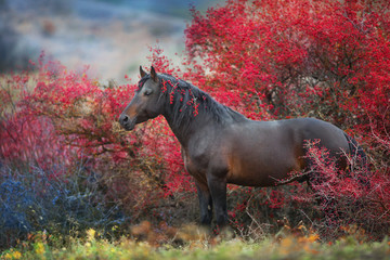 Foto auf Leinwand Pferde Braunes Hengstporträt in Herbstlandschaft  © callipso88