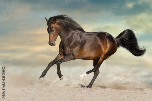 Bay stallion run on desert dust against dramatic background