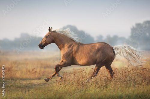 Palomino horse run gallop in morning fog © callipso88