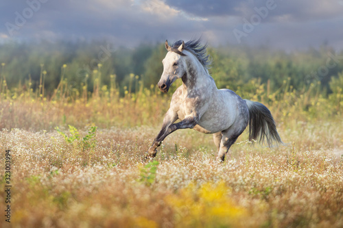 Horse run in camomile field