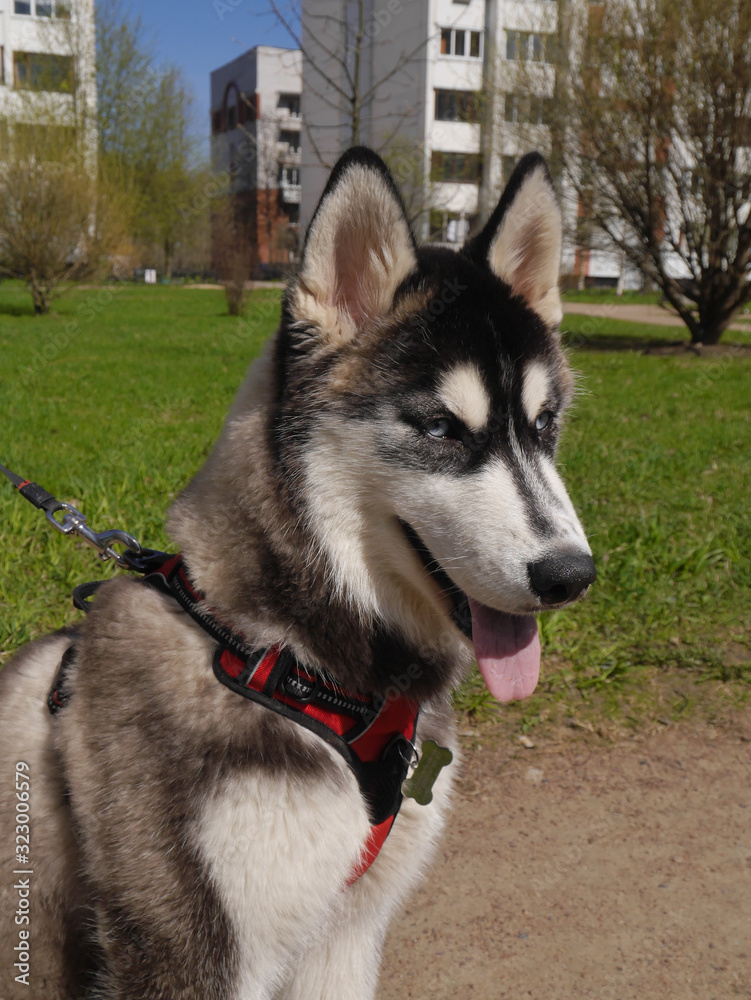 Siberian Husky on a walk. Portrait of a dog on a background of green grass.