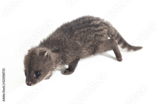 The small Indian civet (Viverricula indica) is a civet native to South and Southeast Asia. isolated on white background photo