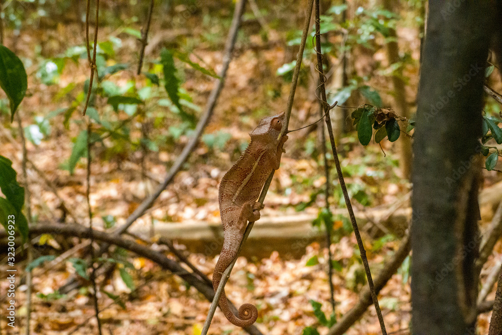 Panther Chameleon on a tree (Furcifer pardalis) in Ankarana National Parc Madagascar - close-up, portrait Panther Chameleon on a tree (Furcifer pardalis) in Ankarana National Parc Madagascar - close-up, portrait