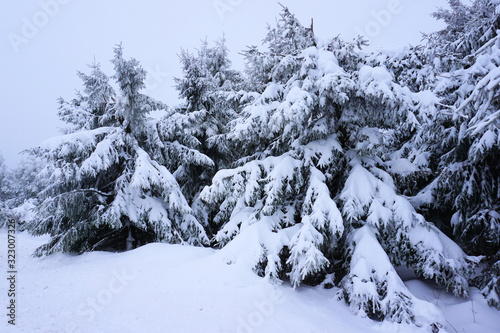 Winterlandschaft - schneebedeckte Tannen im Erzgebirge