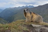 alpine marmot (Marmota marmota) in the natural  environment . hohe tauren in the background 