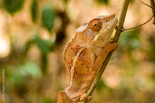 Panther Chameleon on a tree (Furcifer pardalis) in Ankarana National Parc Madagascar - close-up, portrait photo