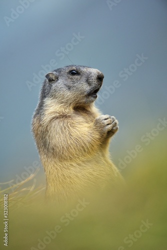 portrait of the alpine marmot (Marmota marmota) in the natural autumn environment 