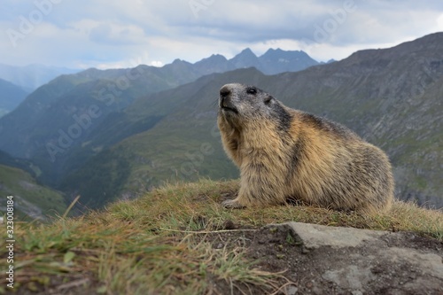 alpine marmot (Marmota marmota) in the natural  environment . hohe tauren in the background 