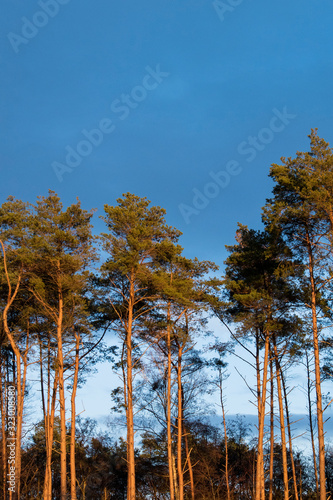 Kiefern Bäume Wald