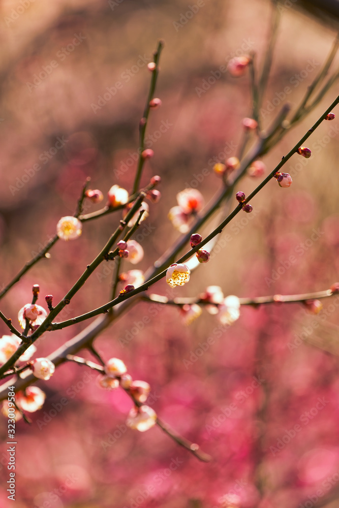 早春の梅花