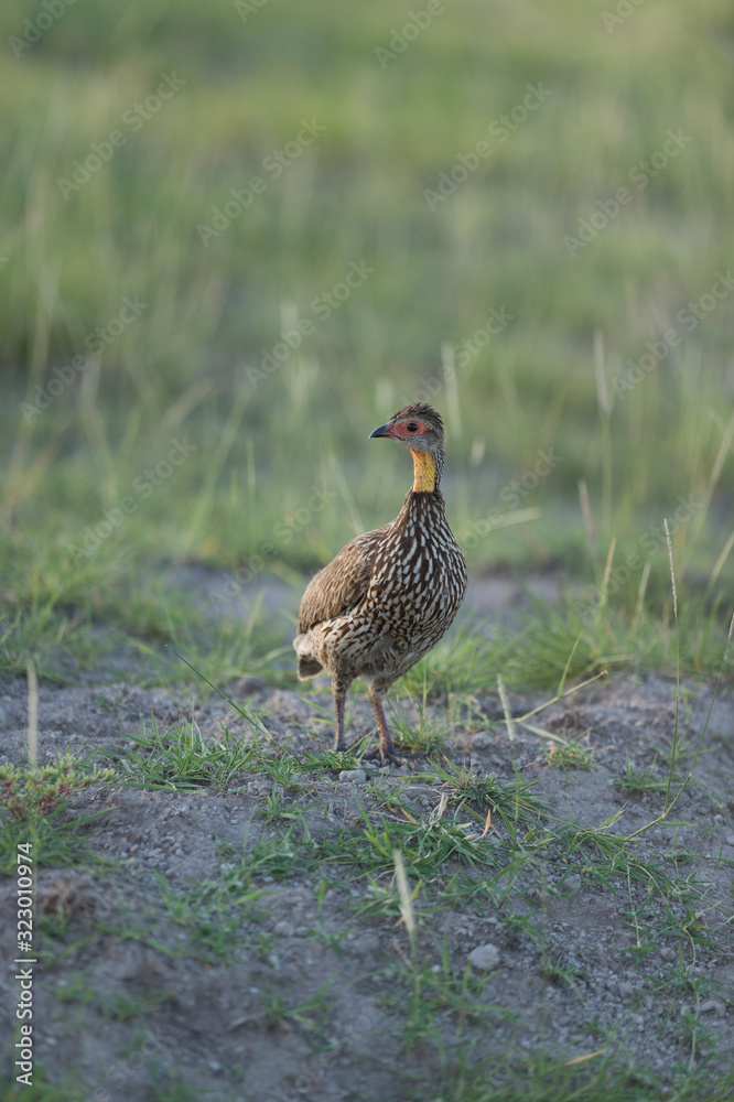 Yellow-necked Spurfowl seen at Masaimara , Kenya, Africa Yellow-necked Spurfowl seen at Masaimara , Kenya, Africa