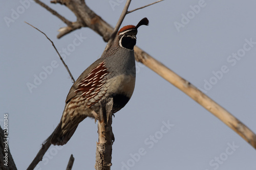 Gambel's Quail New Mexico USA photo