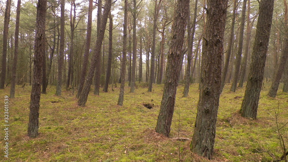 Fototapeta premium Landscape of pine forest, northern Poland.