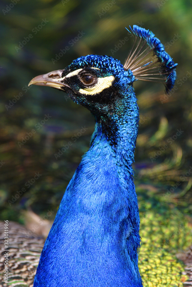Single male Indian Peafowl - latin Pavo cristatus - known also as Common Peafowl or Blue Peafowl tropical bird natively inhabiting India subcontinent, in a city park Single male Indian Peafowl - latin Pavo cristatus - known also as Common Peafowl or Blue Peafowl tropical bird natively inhabiting India subcontinent, in a city park