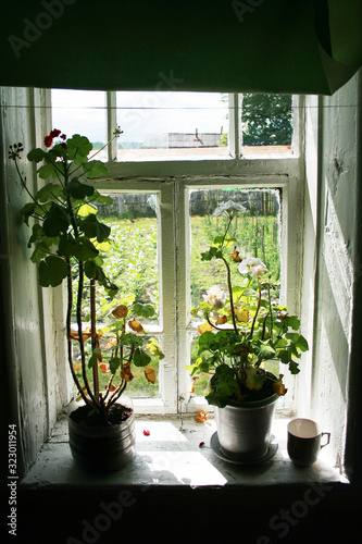 .An old window in the village  two pots of geraniums on the windowsill. View of the garden..