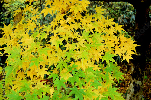 Maple leafs - changing color from green to yellow.