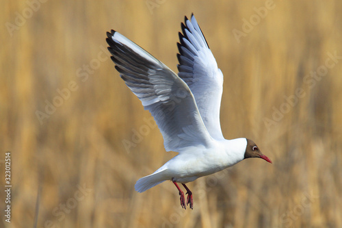 Single Black-headed gull - latin Larus ridibundus or Chroicocephalus ridibundus - known also as Laughing gull bird in flight during the spring mating season in wetlands of north-eastern Poland