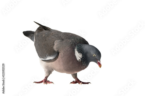 Close up view of common european wood pigeon bending down as if it is going to pick up food isolated on white background