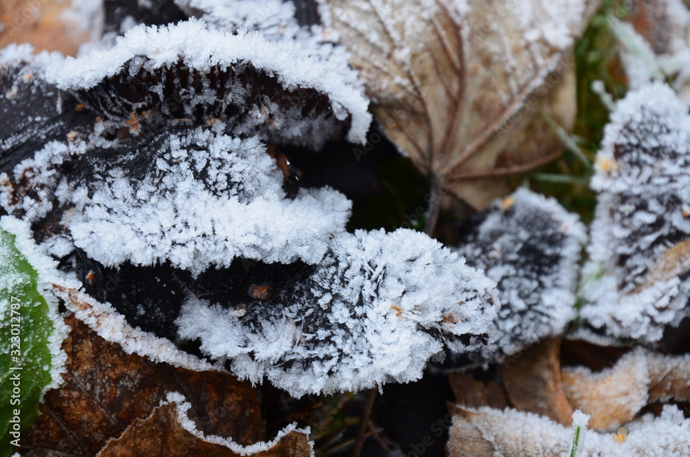 background of autumn leaves in the frost