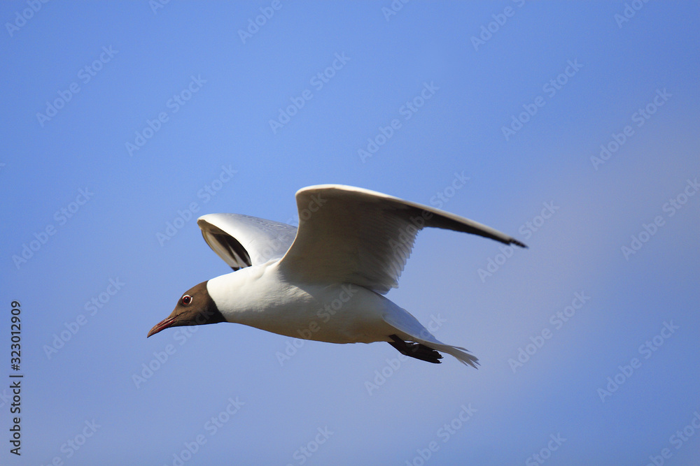 Single Black-headed gull - latin Larus ridibundus or Chroicocephalus ridibundus - known also as Laughing gull bird in flight during the spring mating season in wetlands of north-eastern Poland Single Black-headed gull - latin Larus ridibundus or Chroicocephalus ridibundus - known also as Laughing gull bird in flight during the spring mating season in wetlands of north-eastern Poland
