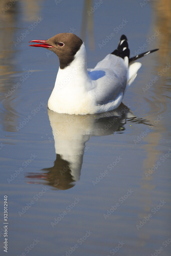 Single Black-headed gull - latin Larus ridibundus or Chroicocephalus ridibundus - known also as Laughing gull bird during the spring mating season in wetlands of north-eastern Poland