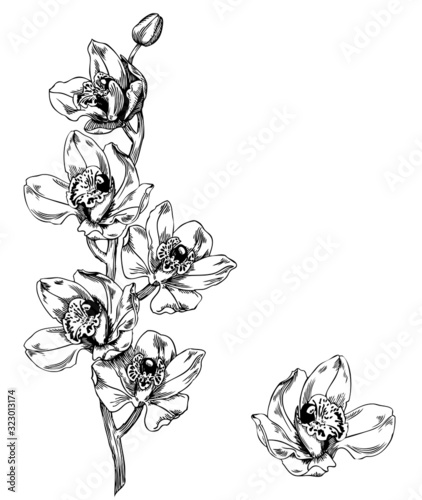 Orchid cymbidium - pen and ink illustration