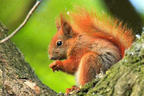 Single Red Squirrel - latin Sciurus vulgaris - on a tree branch during the spring mating season in wetlands forest of north-eastern Poland photo