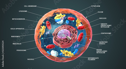 Photographie Labeled Eukaryotic cell, nucleus and organelles and plasma membrane - 3d illustr
